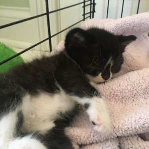 Meet your Posher, Sophie